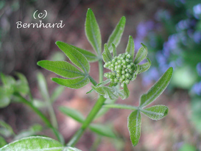 ptelea_trifoliata_1.jpg