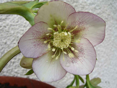 schneerose1.1.jpg