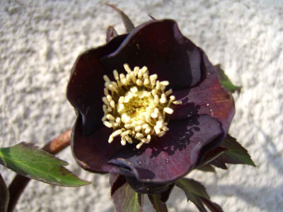 schneerose3.jpg