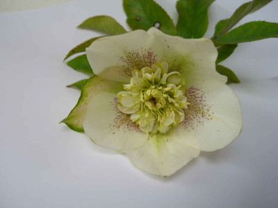 schneerose4.jpg