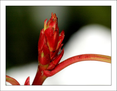 Photinia_1_12-03-06.jpg