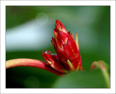 Photinia_2_12-03-06.jpg