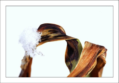 Iris_1_12-03-06.jpg