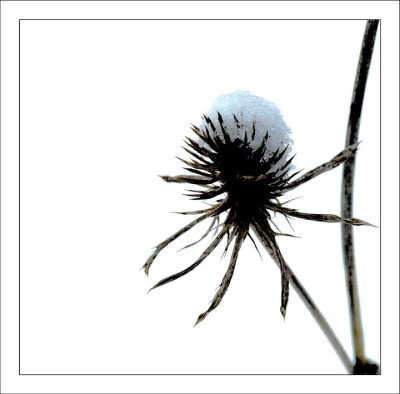 Verbluhtes_1_12-03-06.jpg