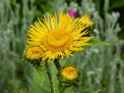 2015-06-22 Inula magnifica.jpg