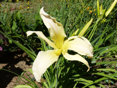2015-06-30 Hemerocallis 'Berleyer Möwenflug'.jpg