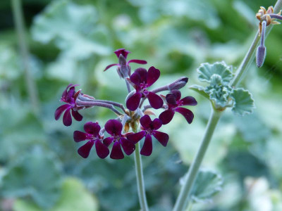 2015-06-30 Pelargonium sidoides.jpg
