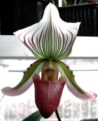 Paphiopedilum_callosum.jpg