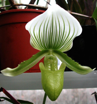 Paphiopedilum_Maudiae.jpg