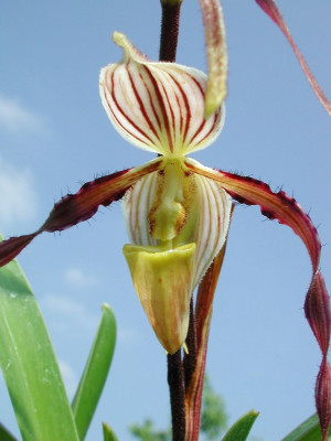 Paphiopedilum_philippinense.jpg