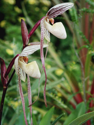 Paphiopedilum_St._Swithin_2.jpg
