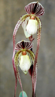 Paphiopedilum_St._Swithin_1.jpg