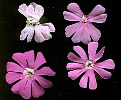 silene_dioica.jpg
