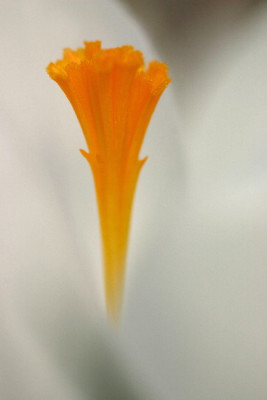 Crocus-Marz06-01.jpg