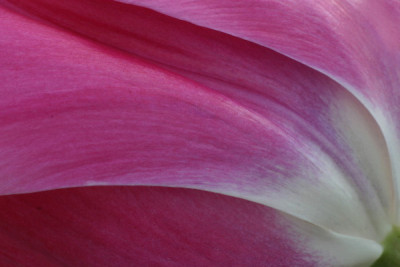 Tulpe-Marz-01.jpg