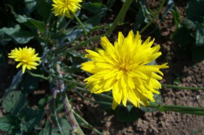 000_0051Blute_Schwarzwurzel_05.jpg