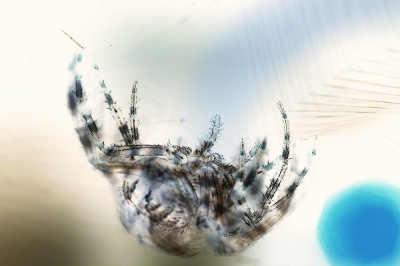 Spinne_negativ_211.jpg