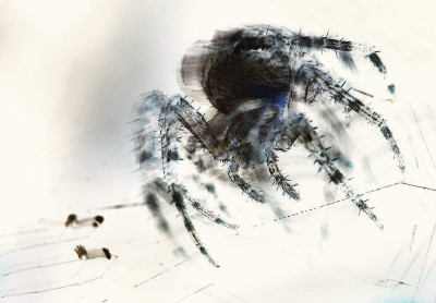 Spinne_negativ_111.jpg