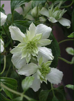 Clematis_montana_Jenny_Kaey.JPG