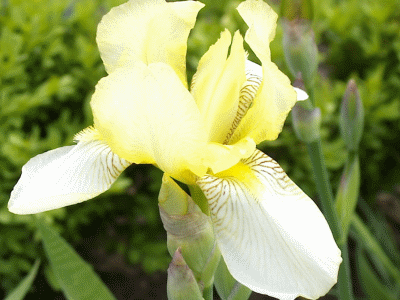 2.gif