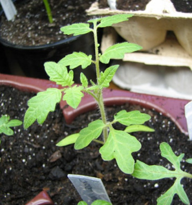Himbeerrose14.03.06_003.jpg