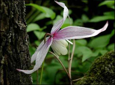 Clematis_alpina_Willy.JPG