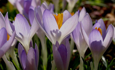 Crocus_f.jpg