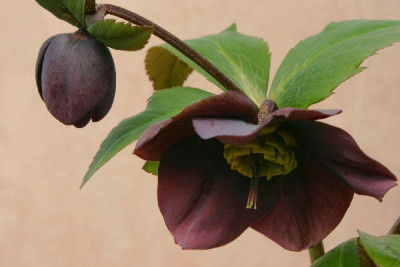 Helleborus-Marz06-01.jpg