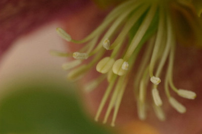 Helleborus-Marz06-03.jpg