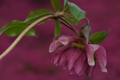 Helleborus-Marz06-04.jpg