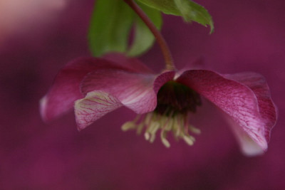 Helleborus-Marz06-05.jpg