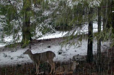 sheltering_from_snow.JPG