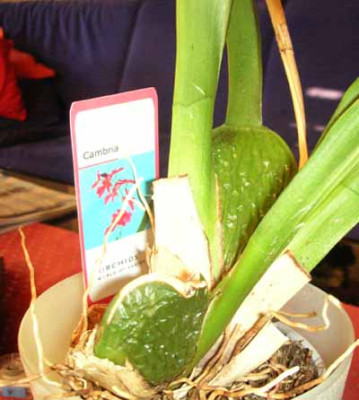 Orchid.jpg