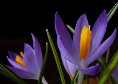 Krokus_Detail.jpg