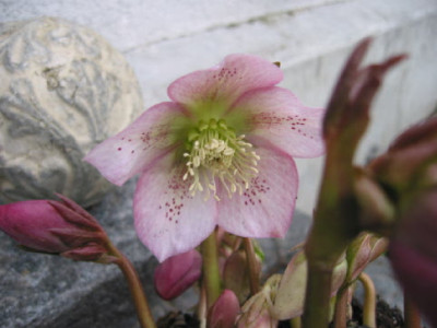Helleborus_zartrosa.jpg