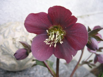Helleborus_Dunkel.jpg