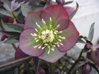 Helleborus_rot_-_Gruen.jpg