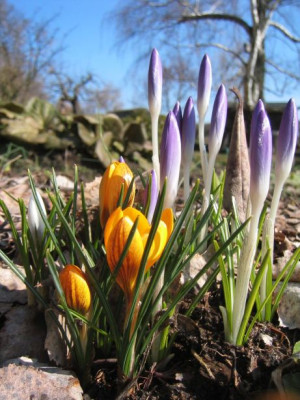 Fruehling20060314.jpg