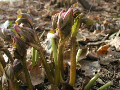 Helleborus-apricot-150306.jpg
