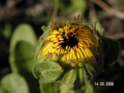 calendula01.jpg