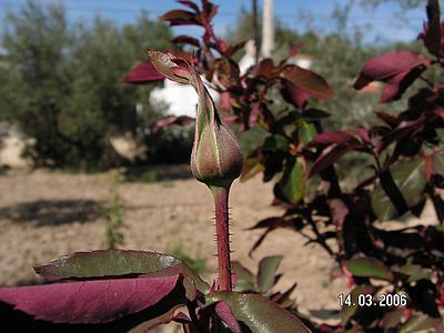 rosenknospe01.jpg