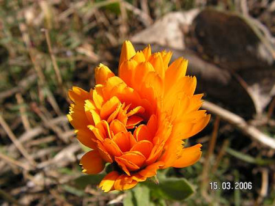 calendula02.jpg