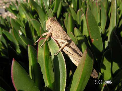 heuschrecke01.jpg