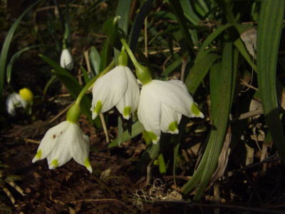 Leucojum_vernum.jpg