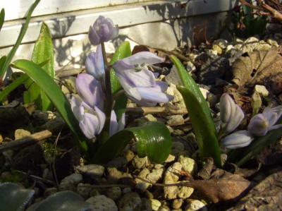 Scilla_mischtschenkoana_1_06.jpg