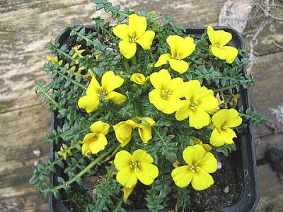 Morisia_monanthos.jpg