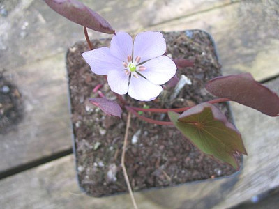 Plagiorhegma_dubium_2.jpg