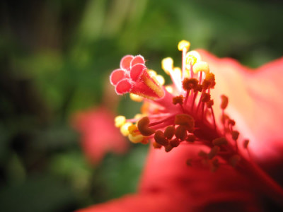 hibiskus.jpg