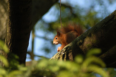 eichhoernchen_4917.jpg