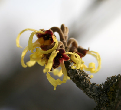 Hamamelis-3.jpg